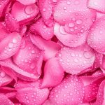 Символика розового цвета