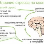 Влияние стресса на мозг