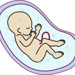 Prenatal period of development